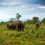 Шри-Ланка_5_480x360
